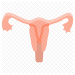 uterus